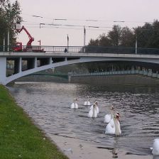 Hradecké labutě