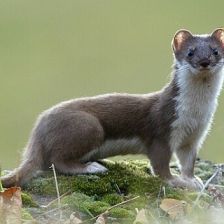 Lasice hranostaj