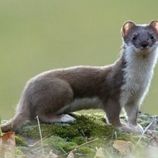 Lasice hranostaj
