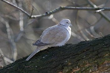 Hrdlička zahradní - klikněte pro zobrazení detailu