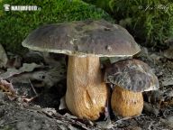 Houby a jejich poživatelnost Houby a jejich poživatelnost