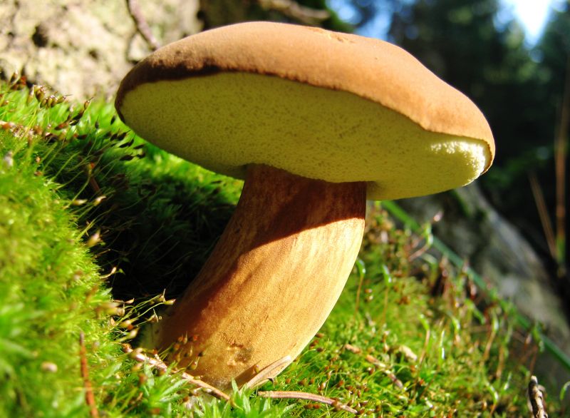 Hřib hnědý (Boletus badius). - klikněte pro zobrazení detailu