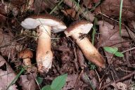 Hřib kaštanový - Gyroporus castanaeus: Díky sporadickému rozšíření se nález této…