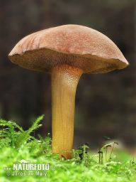 Hřib peprný – Chalciporus piperatus: Hřib peprný, jinak nazýván též měďohřib…