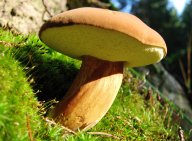 Hřib hnědý, vyhledávaný chuťový poklad z našich lesů: Hřib hnědý je houba skvělé chuti, která má...