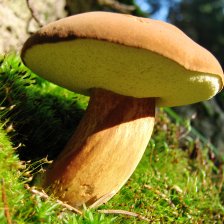 Hřib hnědý (Boletus badius).