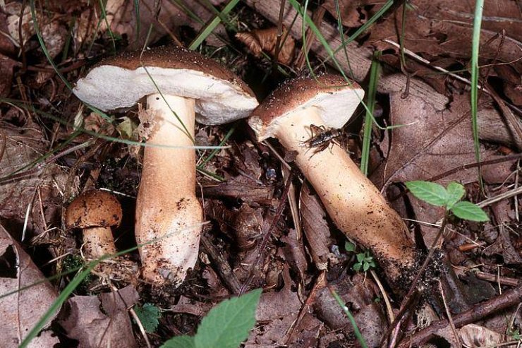 zobrazit detail snímku: Hřib kaštanový