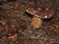 Hřib (suchohřib) hnědý - Xerocomus badius: Jedna z nejznámějších hub v našich lesích.