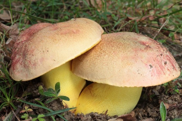 zobrazit detail snímku: Hřib královský
