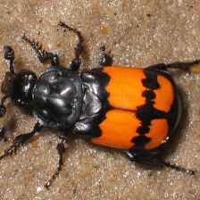 Hrobařík obecný - Nicrophorus vespilloides
