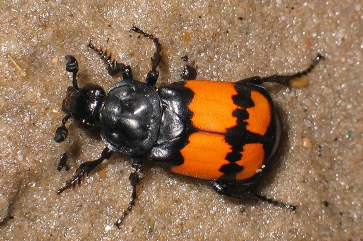 zobrazit detail snímku: Hrobařík obecný - Nicrophorus vespilloides