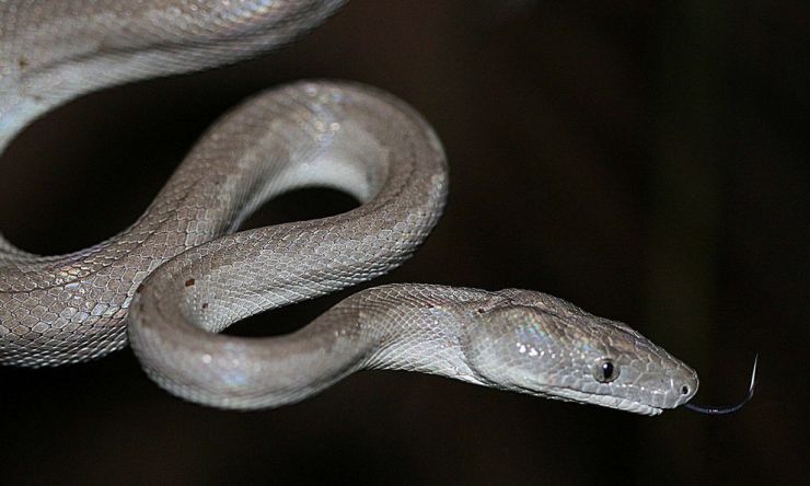 zobrazit detail snímku: Stříbrný hroznýš - Chilabothrus argentum