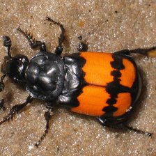 Hrobařík obecný - Nicrophorus vespilloides