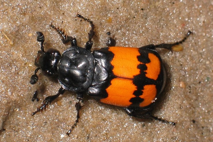 zobrazit detail snímku: Hrobařík obecný - Nicrophorus vespilloides