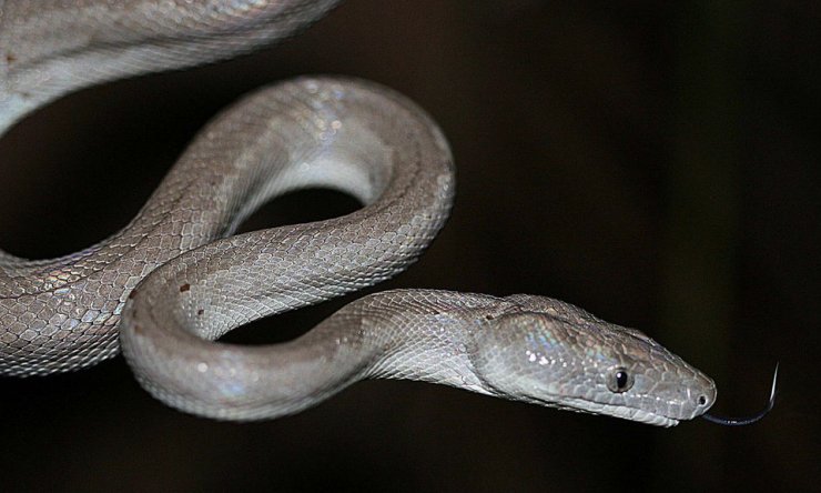zobrazit detail snímku: Stříbrný hroznýš - Chilabothrus argentum