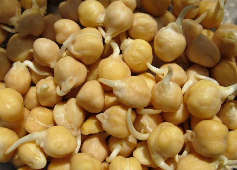 Cizrna - klikněte pro zobrazení detailu