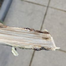 Detail dřeva napadené tůje