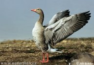 Sčítání vodních ptáků - připojte se k nám: Letošní rok probíhá v České republice…