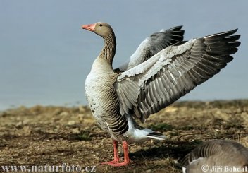 Husa velká - klikněte pro zobrazení detailu