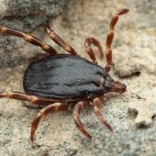 Do Česka s ptáky přiletěla exotická klíšťata, v čem jsou jiná než ta česká?