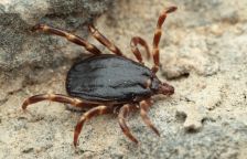 Do Česka s ptáky přiletěla exotická klíšťata, v čem jsou jiná než ta česká?