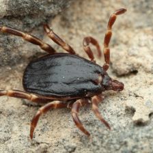 Do Česka s ptáky přiletěla exotická klíšťata, v čem jsou jiná než ta česká?