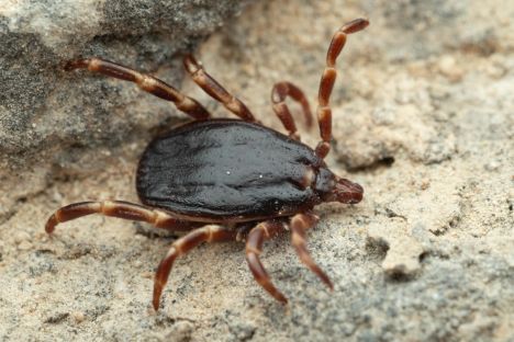 Do Česka s ptáky přiletěla exotická klíšťata, v čem jsou jiná než ta česká?