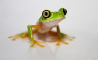 Britská ZOO úspěšně odchovala kriticky ohrožené žáby: Paignton ZOO v Devonu se rozhodla chovat žáby…
