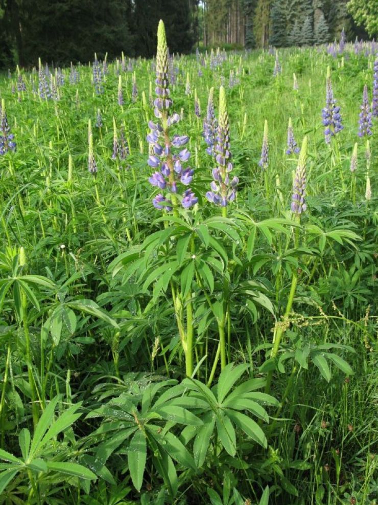 zobrazit detail snímku: Vlčí bob