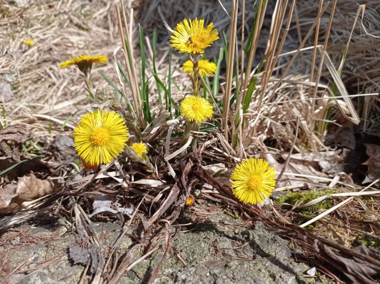 zobrazit detail snímku: Podběl lékařský