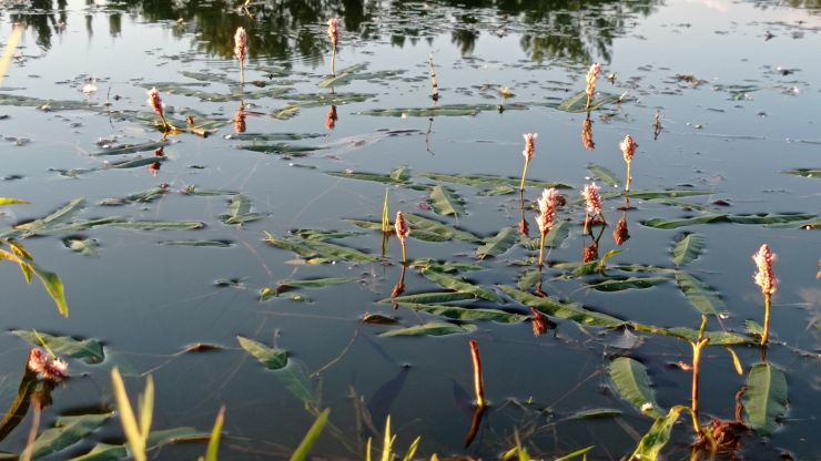 zobrazit detail snímku: Rybník Vejsplachy v květu