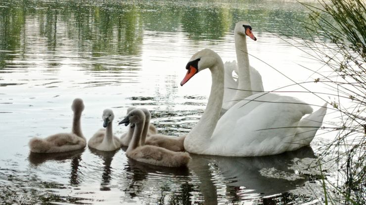 zobrazit detail snímku: Rodina labutí velkých