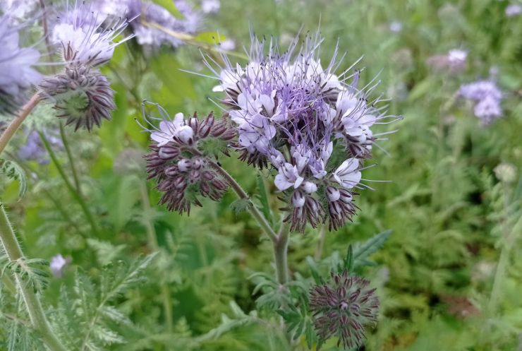 zobrazit detail snímku: Svazenka vratičolistá