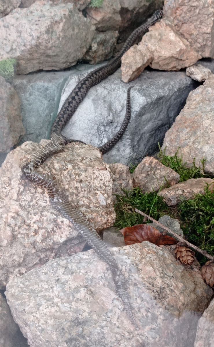 zobrazit detail snímku: Zmije se svlečkou