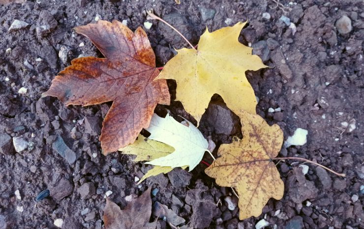 zobrazit detail snímku: listy javorů