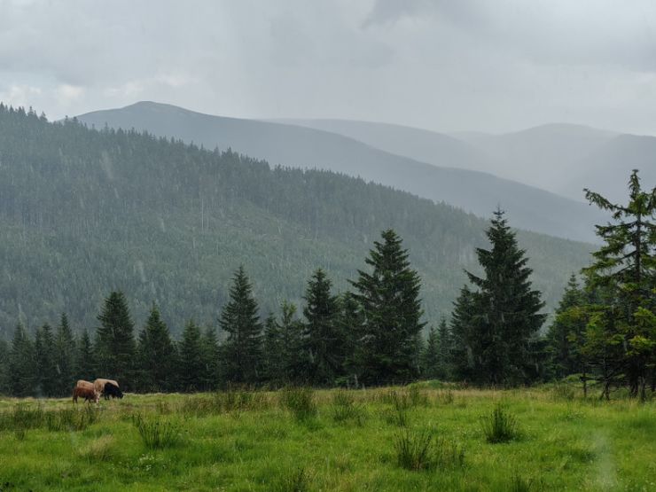 zobrazit detail snímku: Krkonoše - luční enkláva u Brádlerových bud