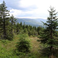 Krkonoše - cesta od Petrovky k Ptačímu kameni