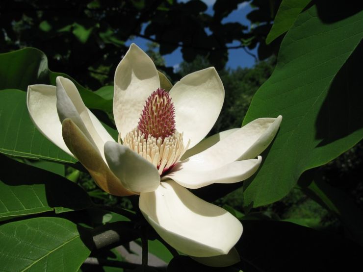 zobrazit detail snímku: Květ Magnolia obovata