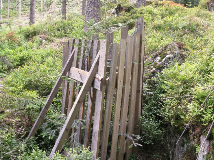 zobrazit detail snímku: Návrat některých dřevin naráží na problémy okusu zvěří.