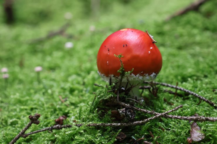 zobrazit detail snímku: Miminko muchomůrky