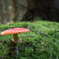 Muchomůrka s troškou pozadí