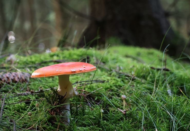 zobrazit detail snímku: Muchomůrka s troškou pozadí