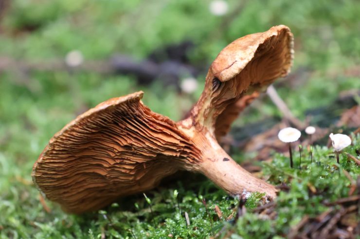 zobrazit detail snímku: Ležící houba