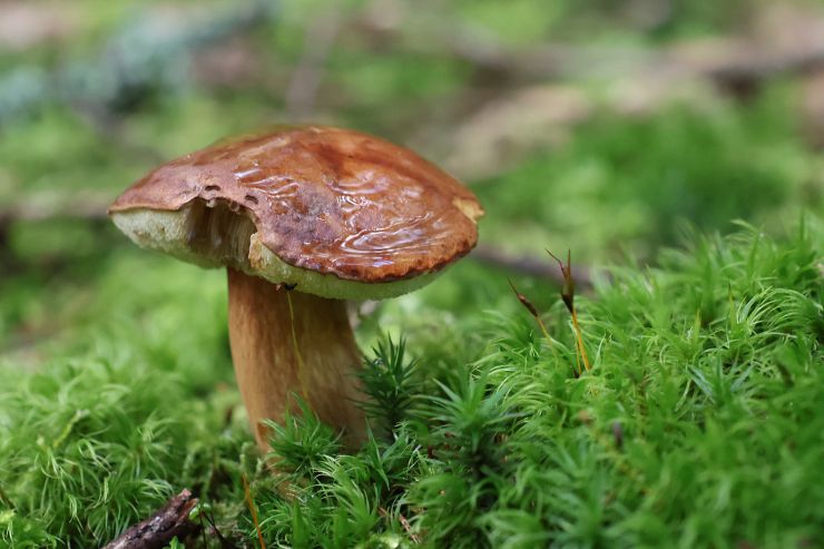 zobrazit detail snímku: hříbek v krásně zeleném mechu