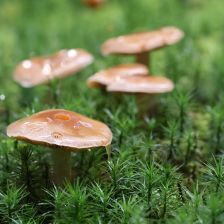 Rozmazané houby v pozadí dodávají fotce krásnou hloubku.