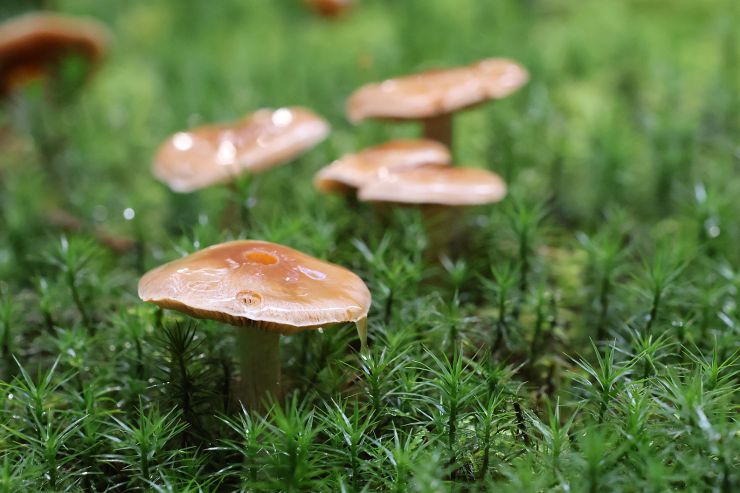 zobrazit detail snímku: Rozmazané houby v pozadí dodávají fotce krásnou hloubku.