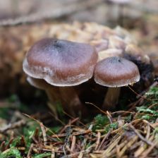 Bílé lemy klobouku houby krásně zvýrazňují