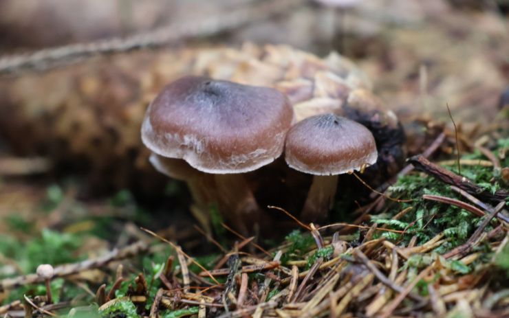 zobrazit detail snímku: Bílé lemy klobouku houby krásně zvýrazňují