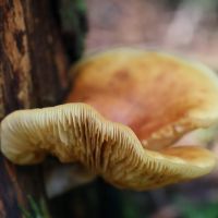 Extrémě krátká hloubka ostrosti - klikněte pro zobrazení detailu