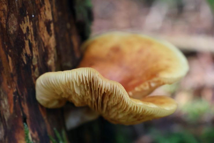 zobrazit detail snímku: Extrémě krátká hloubka ostrosti